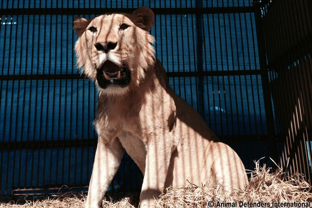 Smith-the-saved-lion-who-faced-death-at-a-circus