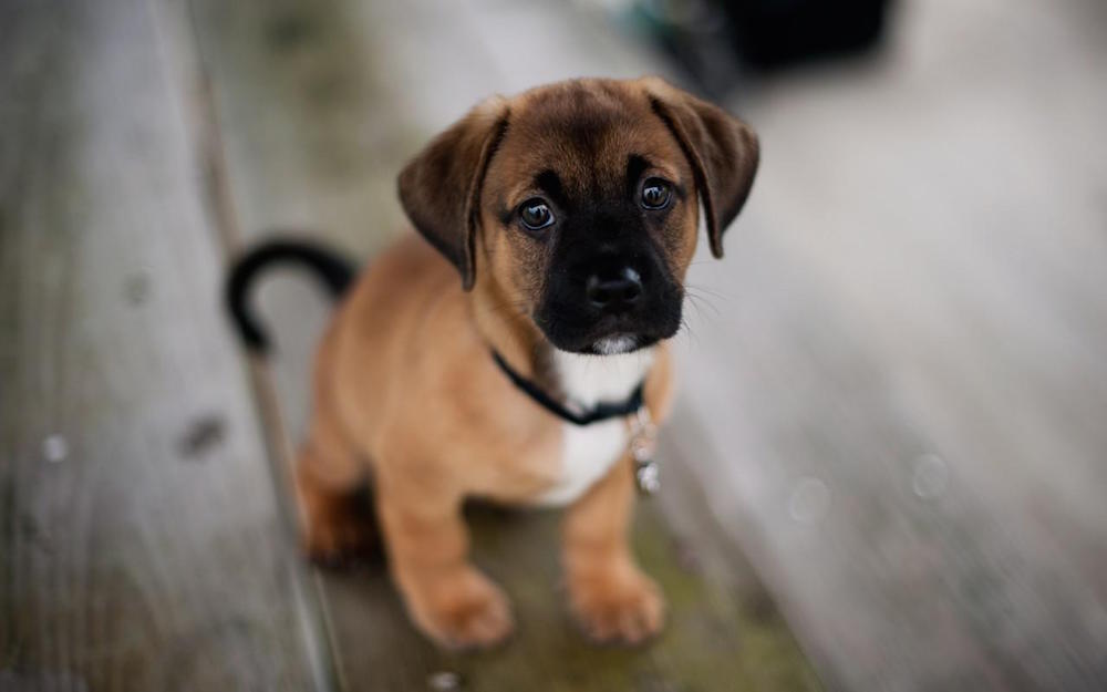 SPCA