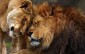 Big Five lion New knowledge hub established to save Africa’s most iconic cat
