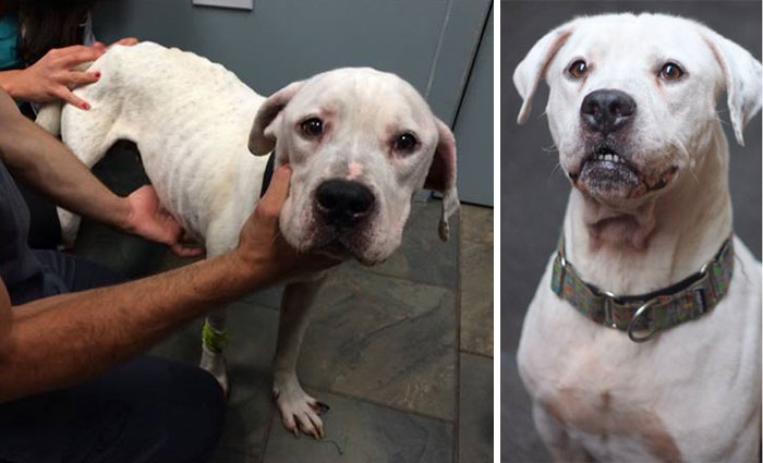two-starving-dogs-transform-rescued-trio-animal-foundation-chicago-6