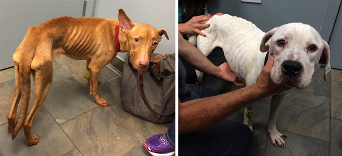 two-starving-dogs-transform-rescued-trio-animal-foundation-chicago-9
