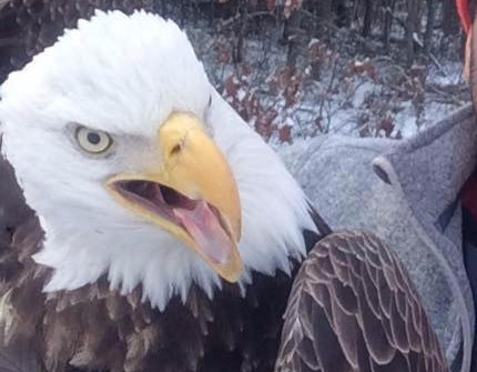 Two Brothers Rescued A Bald Eagle Then Took An Epic Selfie Good 
