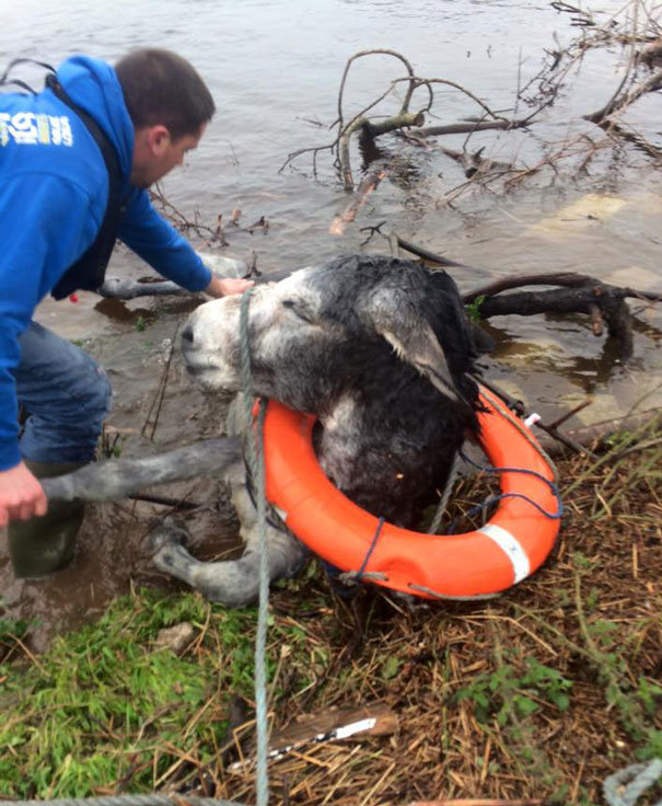 rescued-donkey-smiling-fall-river-flood-mike-ireland-50