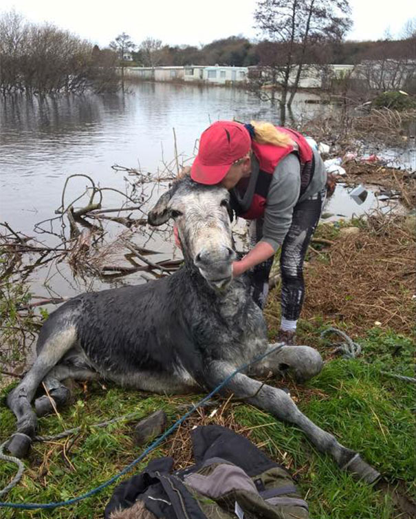 rescued-donkey-smiling-fall-river-flood-mike-ireland-62
