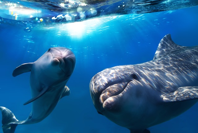 Watch: Dolphins Circle Great White in Rare And "Baffling" Video