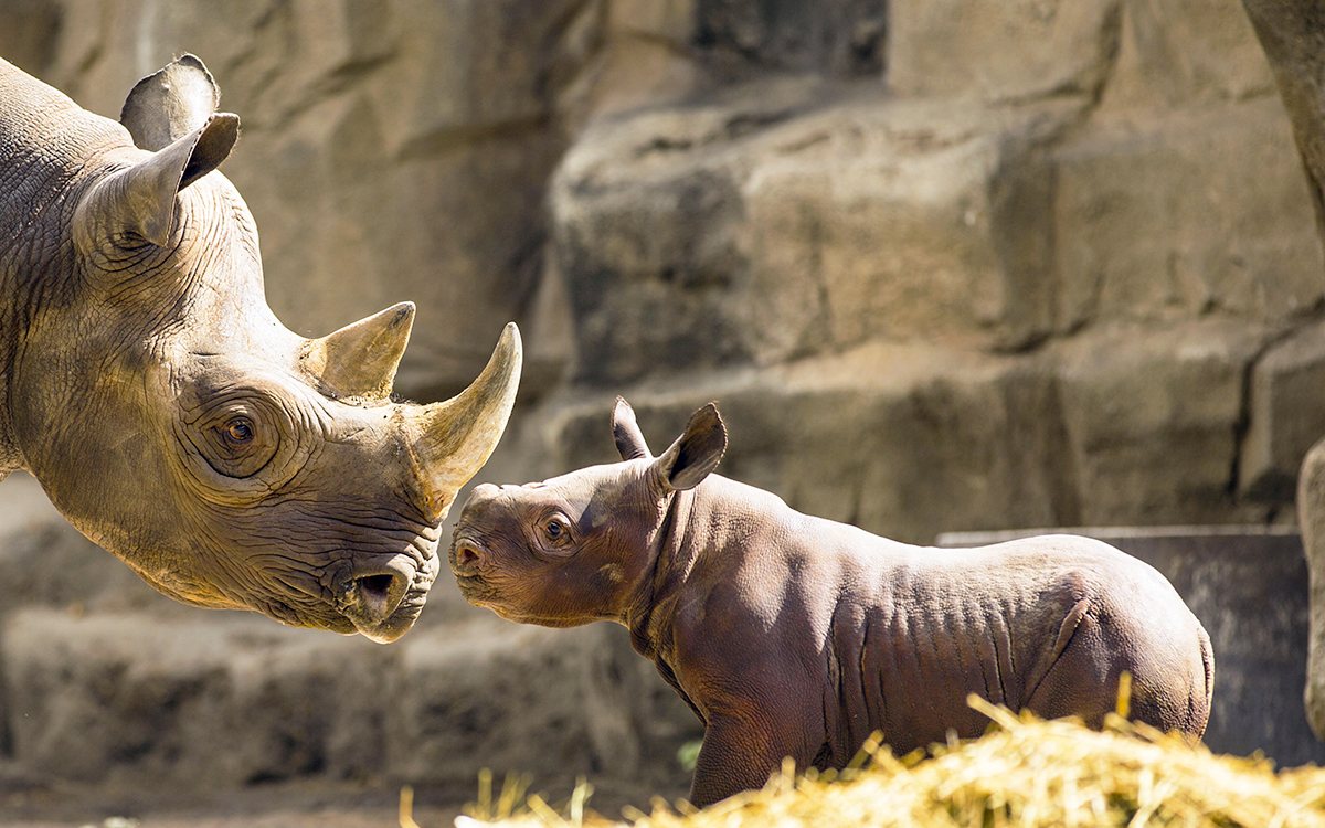 Rhino Rhinoceros