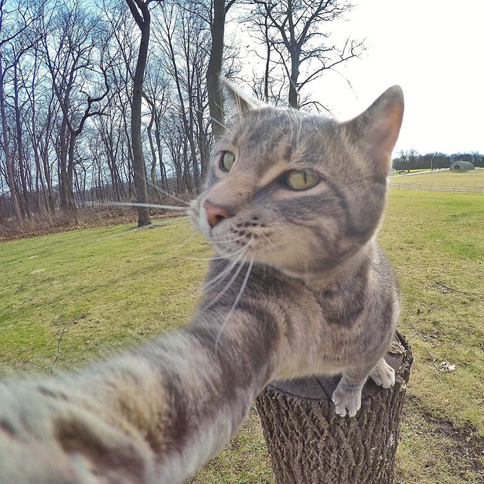 manny-cat-takes-selfies-dogs-gopro-11