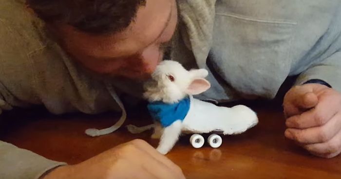 Bunny