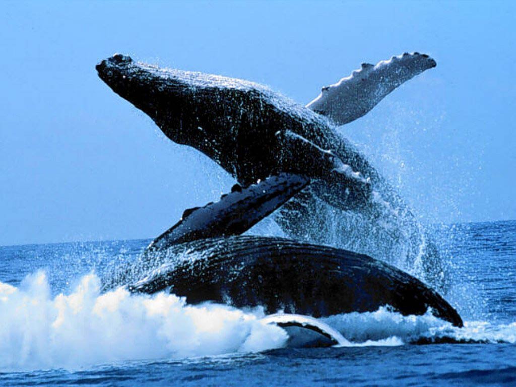 The Whales are Back in South Africa… And This is Where to See Them!!!