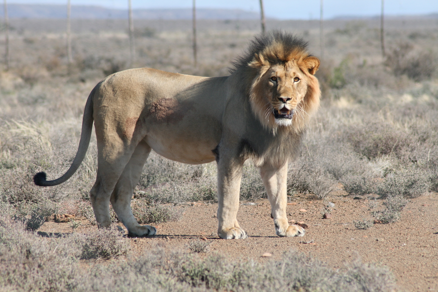Canned Lion Hunting
