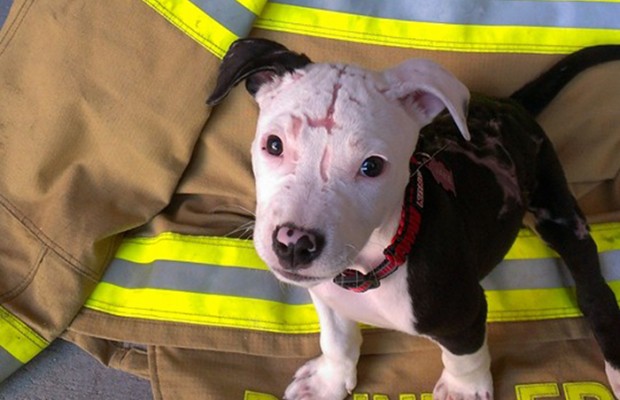 South African Foundation Celebrates 25 Years of Helping Animals!!!