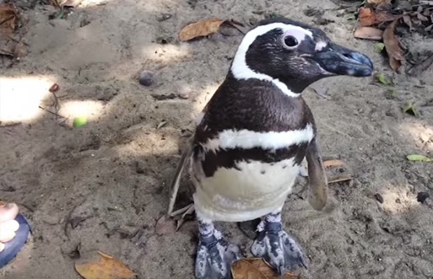penguins