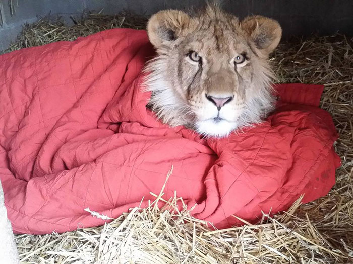 rescued-african-lion-sleeping-with-blanket-9