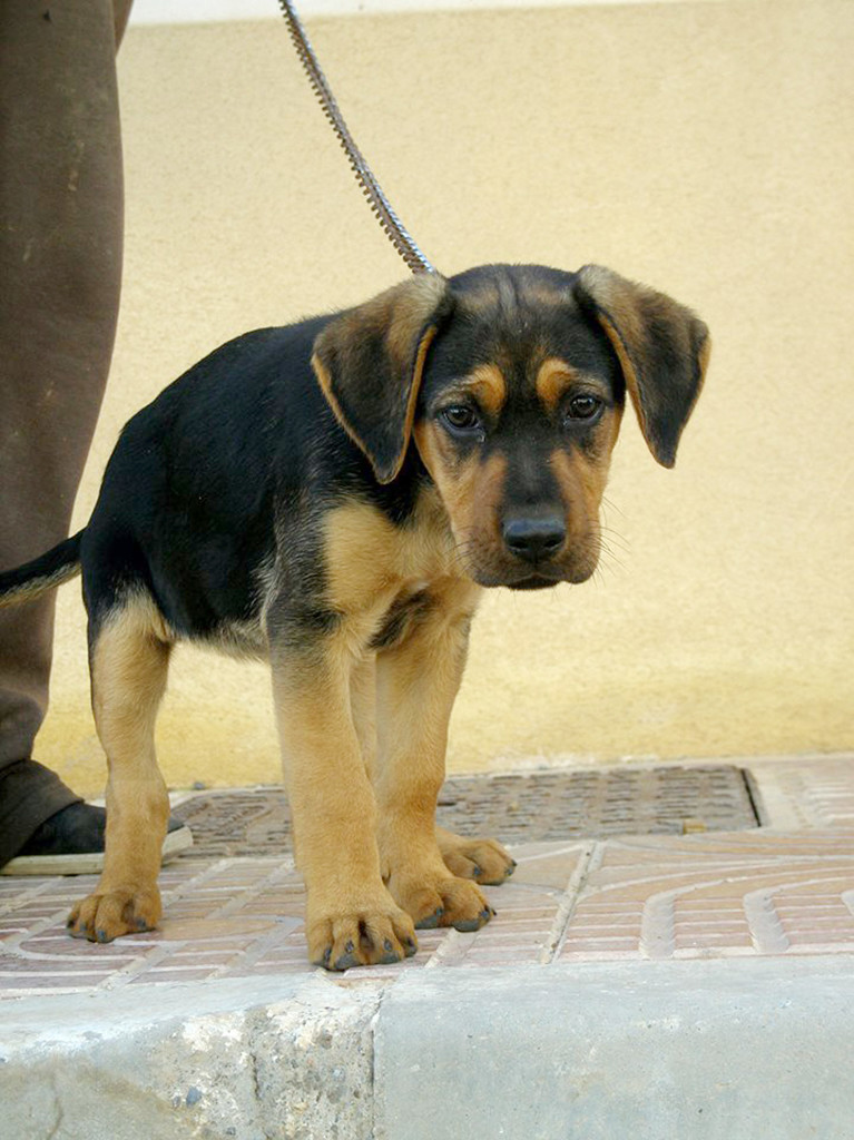 Pic show: Campa, the saved puppy. A pit-bull has won the hearts of many netizens after it rescued a puppy that had been tied up and thrown away in a rubbish dump inside a plastic bag. The moving tale occurred in the city of Almeria, in the southeast Spanish region of Andalusia. The heroine is called Meca, a rescue dog that lives in an animal shelter and was at that moment in time having her photo taken to find adoptive parents when she caught the scent of the trapped puppy. Her carers at the shelter described how Meca began to pull on her lead and led them to the site of a rubbish dump and to a bundle wrapped in a plastic bag which turned out to be a live puppy. The little dog had its legs and nose tied up to stop it escaping or barking and had been put in a plastic bag. But none of these methods could overcome the sensitive smell of another dog, who saved the pup from certain death. The little pup, which has been named ‘Campa’ was taken in by the shelter workers. They said: "We don’t even want to imagine what would have happened if Meca had not found her. She was very hungry and thirsty, but she is ok." More good news is that since the story has been shared, both the pup and her saviour have received various offers for adoption from people who saw it online. The pup Meca was not only abandoned by her owner, but when the shelter found her she was very thin, her ears had been cut and she was covered in burns. The authorities have asked for any information from the public as to who might be responsible for throwing away the puppy. (ends)