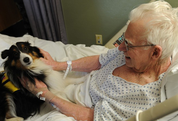hospital-pets-allowed-animal-therapy-zacharys-paws-for-healing-juravinski-9