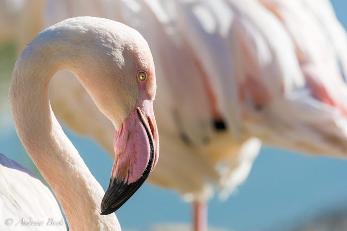 Monte-Casino-Bird-Garden-Photo-Walk