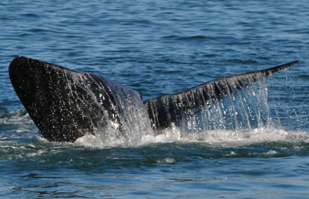 humpback whale