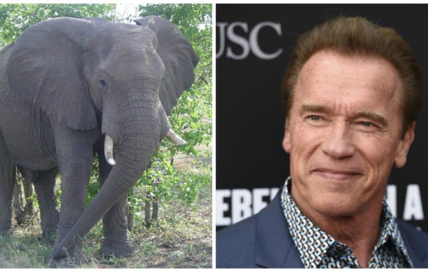 Elephant