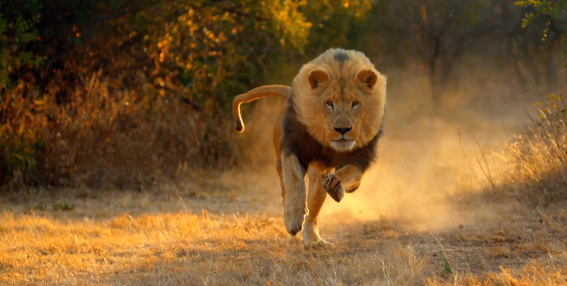 Lion “attacks” hunters in South Africa