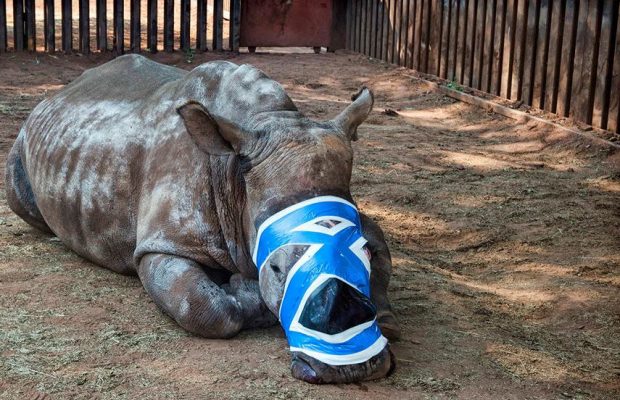 rhino