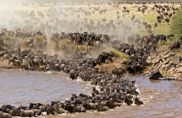 Migration