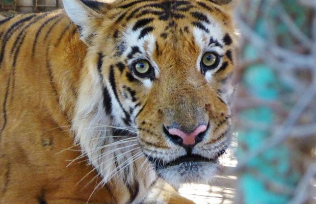 Laziz the tiger