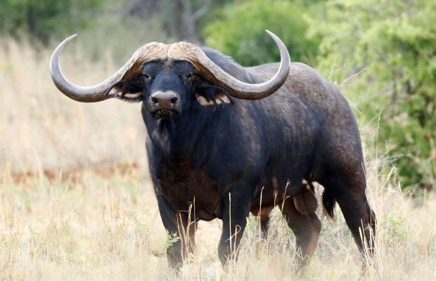Buffalo