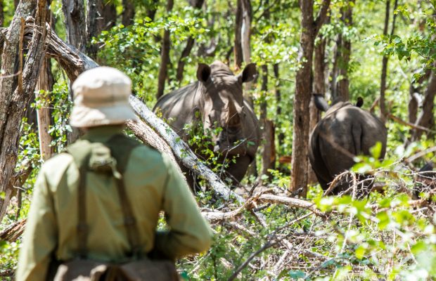 South African Rhino