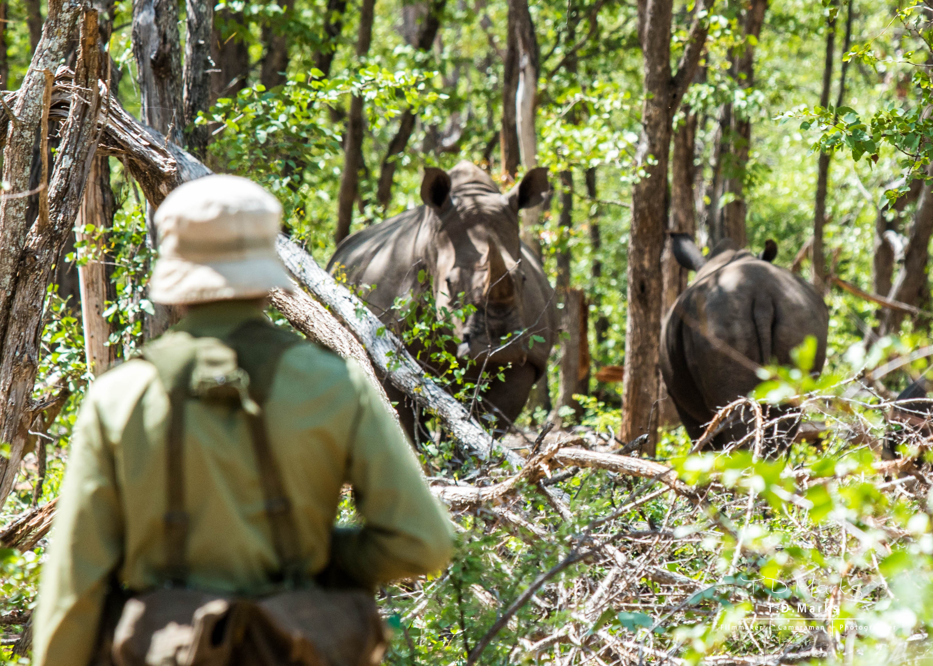 South African Rhino
