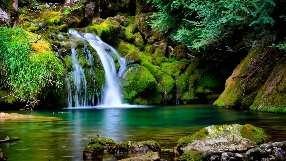 Environment Trees Waterfall Forest