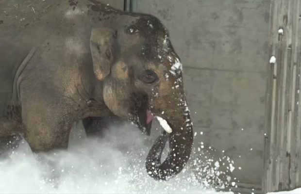 Snow Day Elephant