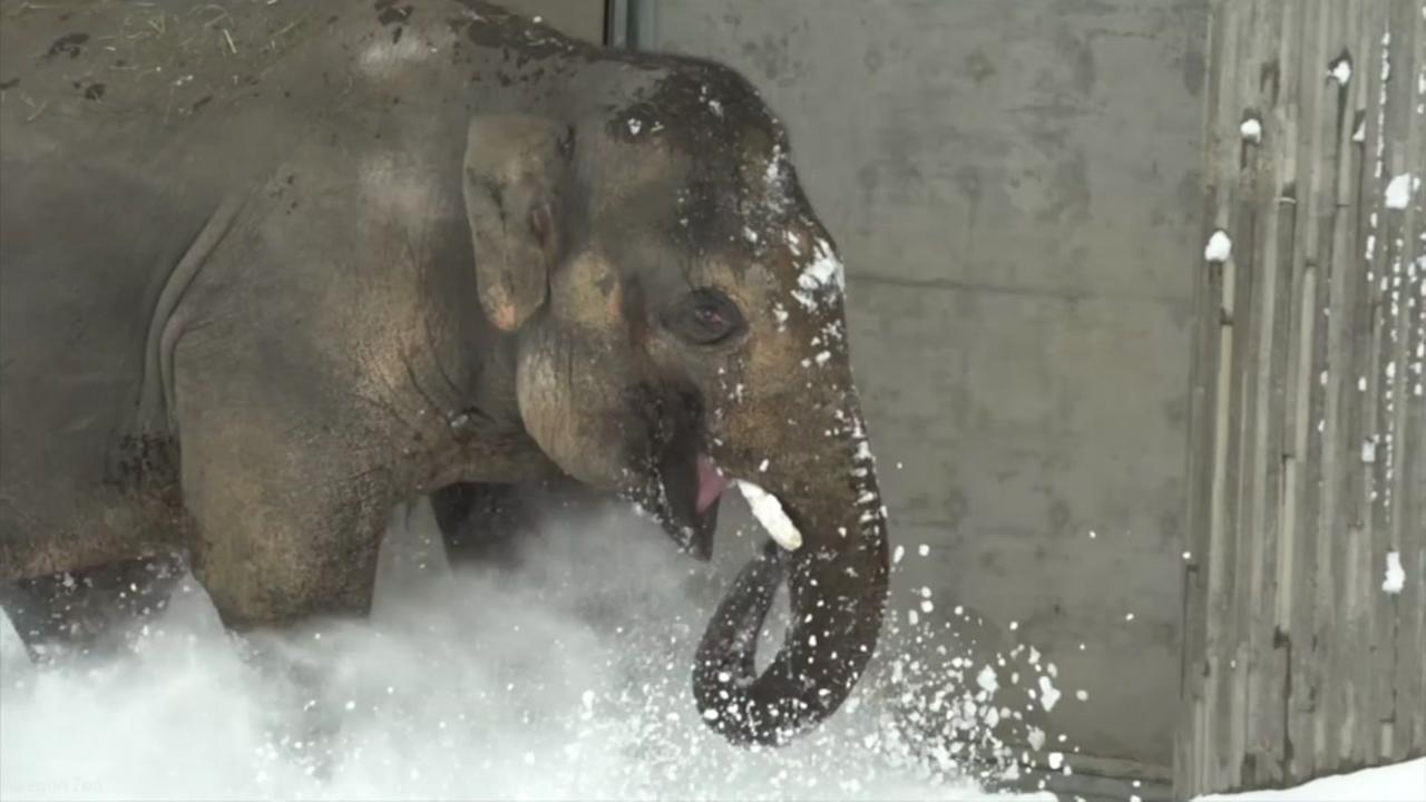 Snow Day Elephant