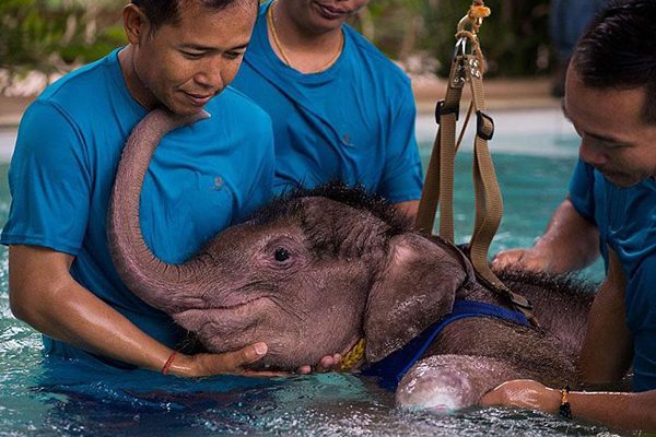 clear sky baby elephant