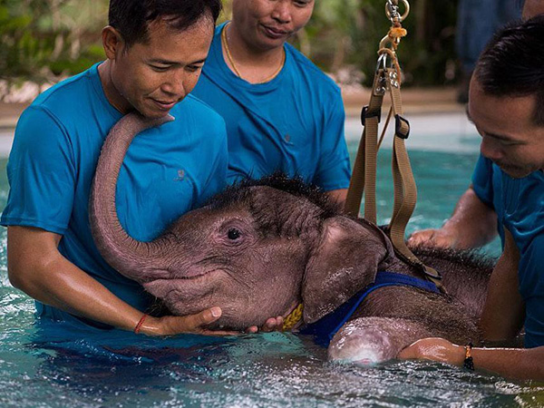 clear sky baby elephant