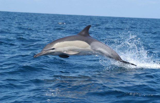 dolphins flip cape town