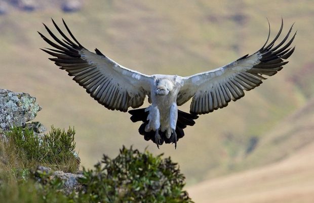 Endangered Cape Vultures
