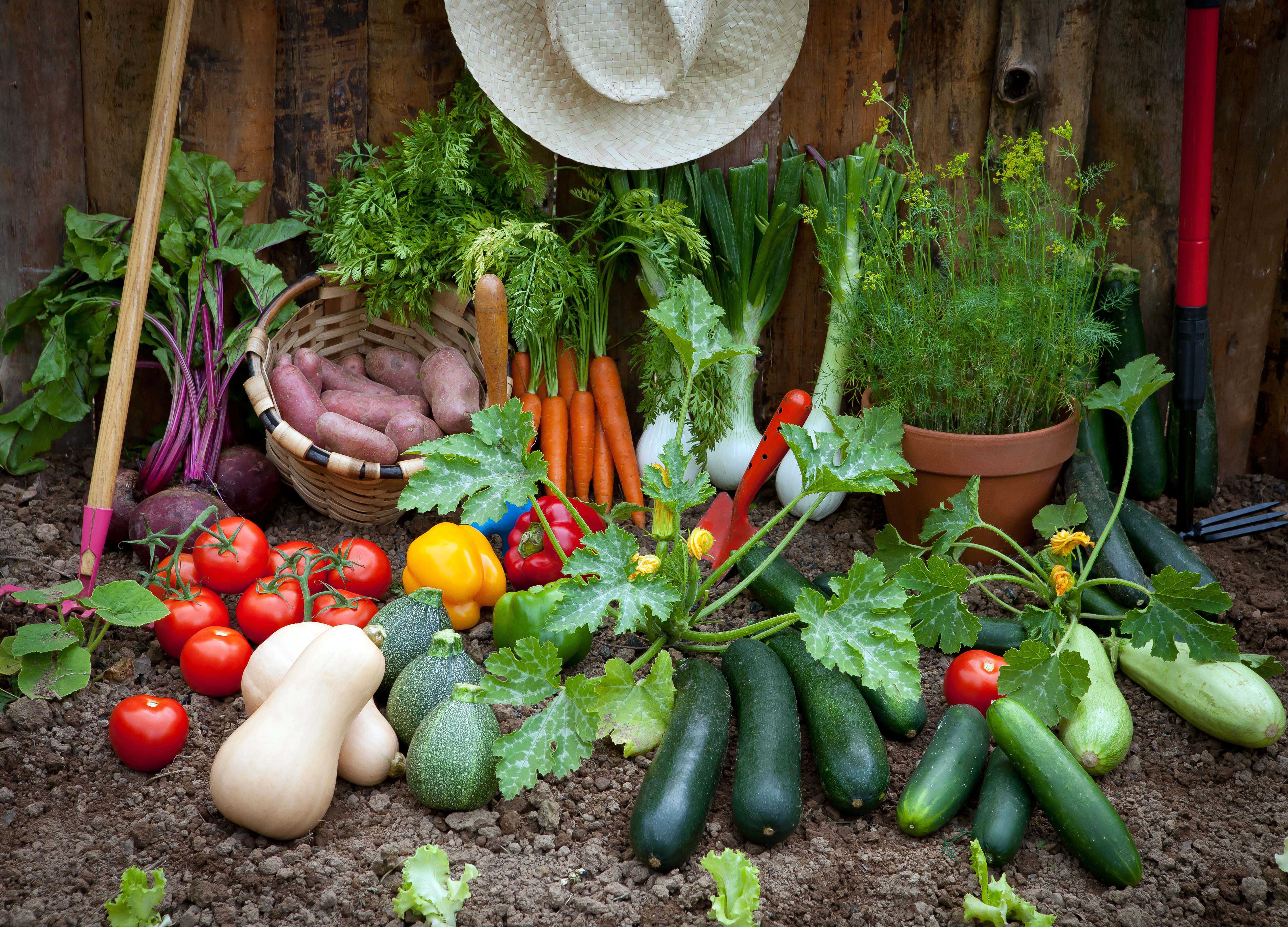 How To Grow Your Own Vegetables Herbs And So Much More 