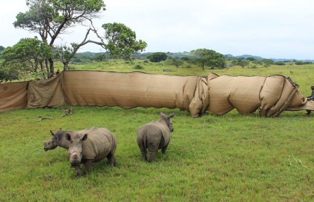 Orphaned Rhinos find refuge in South Africa’s first World Heritage Site