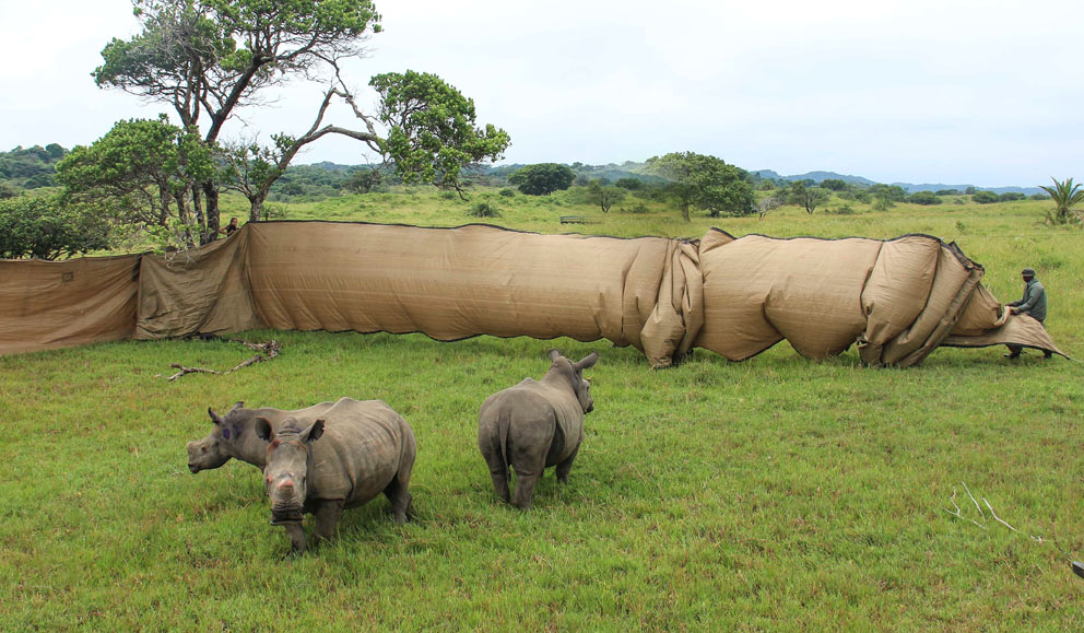 Orphaned Rhinos find refuge in South Africa’s first World Heritage Site