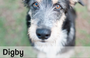 Shelter Animals