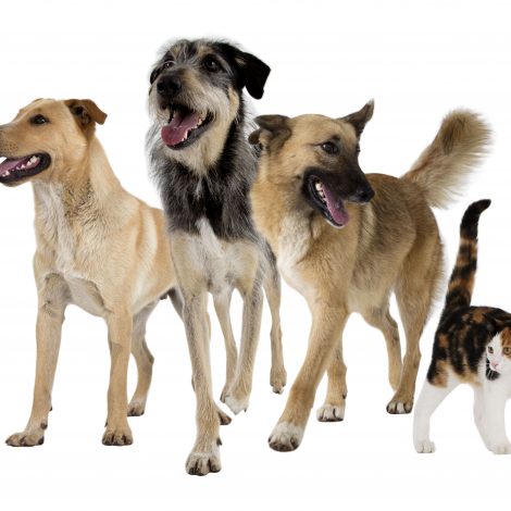 Shelter Animals