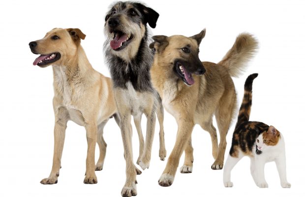 Shelter Animals