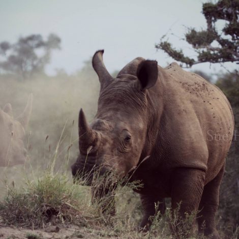 Rhino Horn