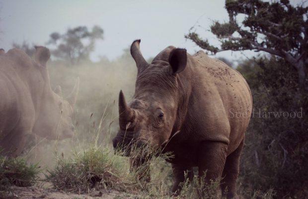 Rhino Horn