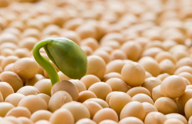 Sowing Kindness