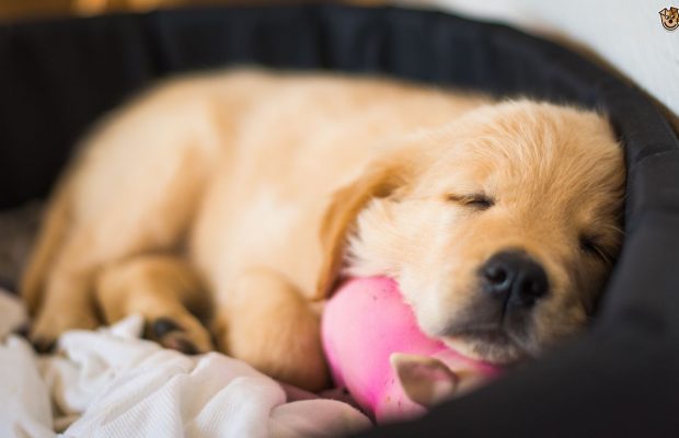 puppy