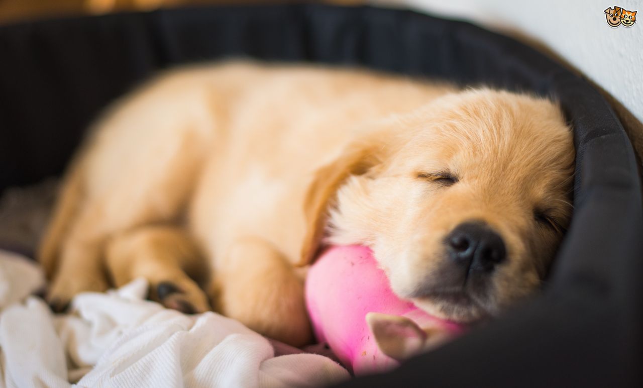 puppy
