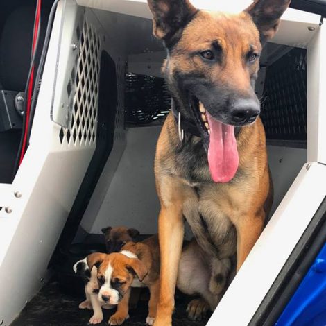 K9 Police