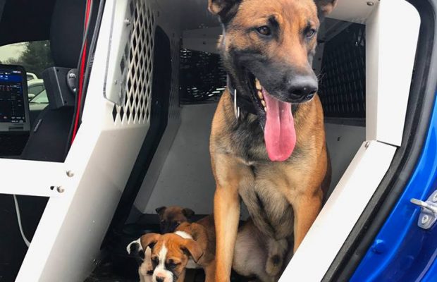 K9 Police