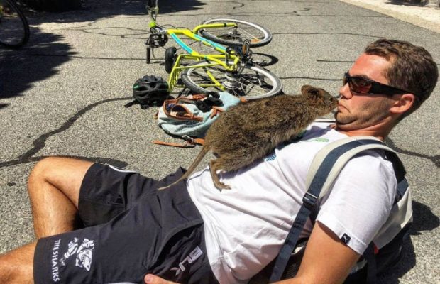 quokka